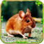 野生老鼠模拟器 V1.0 安卓版